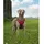 LIONTO Hundegeschirr Rot XL