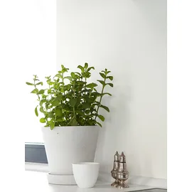 Alpina Feine Farben 2,5 l No. 04 zeit der eisblumen