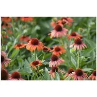 Pflanzen Für Dich Echinacea purpurea, Sonnenhut, ca. 9x9 cm