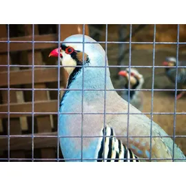 Aquagart 25m x 1m Volierendraht Drahtgitter Schweissgitter Drahtgeflecht Drahtzaun