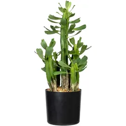 Künstliche Zimmerpflanze CREATIV GREEN "Sukkulente Euphorbie", grün, H:40cm, Kunststoff, Kunstpflanzen