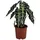 Dehner Pfeilblatt Ø Alocasia amazonica, Polly, Dunkelgrün