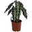 Dehner Pfeilblatt Ø Alocasia amazonica, Polly, Dunkelgrün