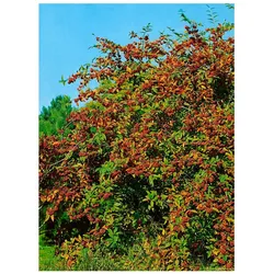 Cotoneaster watereri 'Cornubia', immergrün, rote Beeren, 80–100 cm