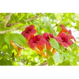 PlantaPro Campsis radicans 60–100 cm – Winterhart, Mehrjährig, Pflegeleicht – Trompetenblume – Kletterpflanze für Pergola & Rankhilfe