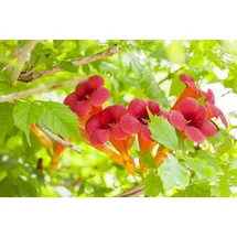 PlantaPro Campsis radicans 60–100 cm – Winterhart, Mehrjährig, Pflegeleicht – Trompetenblume – Kletterpflanze für Pergola & Rankhilfe