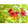 PlantaPro Campsis radicans 60–100 cm – Winterhart, Mehrjährig, Pflegeleicht – Trompetenblume – Kletterpflanze für Pergola & Rankhilfe
