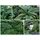 Mendler Wandpaneel HWC-O95, Pflanzenwand Wanddeko Kunstpflanze, In-/Outdoor, 4x je 50x50cm = 1m2 ~ Farn/Efeu