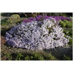Aster pyrenaeus 'Lutetia', Pyrenäen-Aster, zartrosa, ca. 9x9 cm Topf
