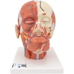 Kopfmodell mit Muskulatur & Blutgefäßen - 3B Smart Anatomy