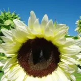 Luojuny Sonnenblumenkerne, 50 Stück/Beutel, Sonnenblumenkerne, Erbstück, lebendiges Weiß, Gartengeschenk, Blumensamen zum Pflanzen Sonnenblumenkerne