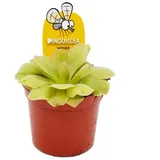 EXOTENHERZ Fleischfressende Pflanze Fettkraut Pinguicula Weser 9cm Topf