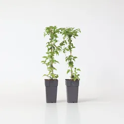 Plant in a Box - Klematis - 2 Stk - Clematis montana 'Grandiflora' - Höhe 60-70cm - Topf 15cm