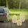 ECD Germany Laterne H75 cm Bambus Beige