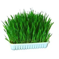 Kerbl Pet 83198 Katzengras 100 g
