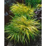 Pflanzen Für Dich Ziergras Hakonechloa macra 'Beni Kaze'