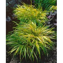 Pflanzen Für Dich Ziergras Hakonechloa macra 'Beni Kaze'
