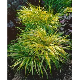 Pflanzen Für Dich Ziergras Hakonechloa macra 'Beni Kaze'
