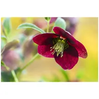 Pflanzen Für Dich Helleborus x orientalis, rot, ca. 9x9