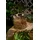 Pauleen Solarleuchte Rattan 0,1 W 7 lm Grau