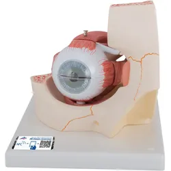 Modell vom Auge in Augenhöhle, 3-fache Größe, 7-teilig - 3B Smart Anatomy