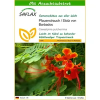 SAFLAX - Pfauenstrauch/Stolz von Barbados - 10 Samen -