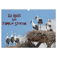 Calvendo Zu Gast bei Familie Storch (Wandkalender 2026 DIN