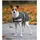 Waldhausen Hundemantel wasserdicht 200 g Asphalt 55 cm