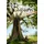 Ueberreuter Verlag, Kinder- und Jugendbuch Baum der Wünsche