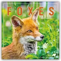 Brown trout-auslieferer flechsig Foxes - Füchse 2026 - Wand-Kalender
