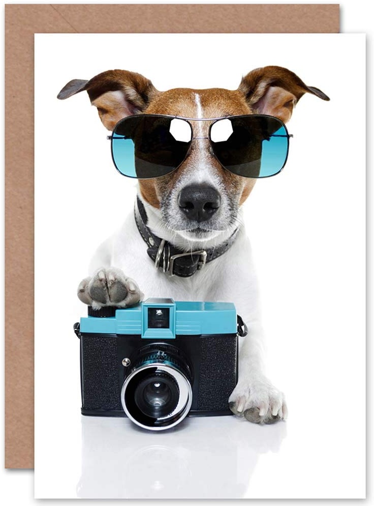 Wee Blue Coo Cool Jack Russell Dog Camera Photo Sunglasses Birthday Sealed Greeting Card Plus Envelope Blank inside Fotografieren