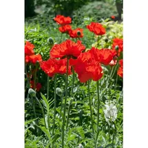 Pflanzen Für Dich Papaver orientale 'Rembrandt', Türkischer Mohn, rot, ca. 9x9 cm Topf