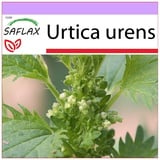 Saflax - Heilpflanzen - Brennessel - 150 Samen - Urtica urens