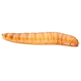 Buffalowürmer lebend 70 ml | Lebendfutter | Futterinsekten | Reptilienfutter | Igelfutter