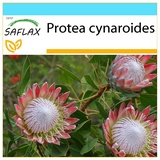 Saflax - - Protea cynaroides