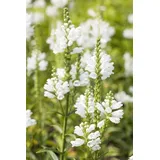 PlantaPro Physostegia virginiana 'Summer Snow' P 0,5 Garten-Gelenkblume 'Summer Snow',winterhart, deutsche Baumschulqualität, im Topf für optimales anwachsen