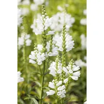 PlantaPro Physostegia virginiana 'Summer Snow' P 0,5 Garten-Gelenkblume 'Summer Snow',winterhart, deutsche Baumschulqualität, im Topf für optimales anwachsen