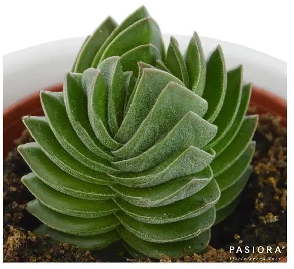 Crassula Buddha ́s Temple - 6cm