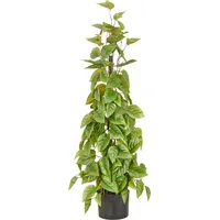 Creativ green Kunstbaum CREATIV GREEN "Philodendron scandens", grün, H:95cm, Obermaterial: 100% Kunststoff, Kunstpflanzen, in Pyramidenform