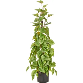 Creativ green Kunstbaum CREATIV GREEN "Philodendron scandens", grün, H:95cm, Obermaterial: 100% Kunststoff, Kunstpflanzen, in Pyramidenform