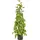 Creativ green Kunstbaum CREATIV GREEN "Philodendron scandens", grün, H:95cm, Obermaterial: 100% Kunststoff, Kunstpflanzen, in Pyramidenform
