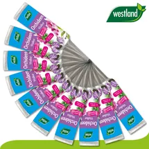 Westland x 40 ml Orchideen Vitalkur »Die Nr 1 in England für den Garten«