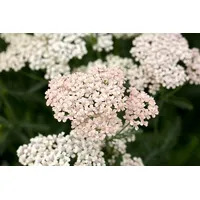 Pflanzen Für Dich Achillea millefolium 'Apfelblüte' Schafgarbe, ca. 9x9