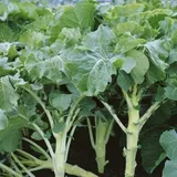 Freudenberger Futterkohl Westfälischer Furchenkohl 500 g Brassica oleracea var. viridis