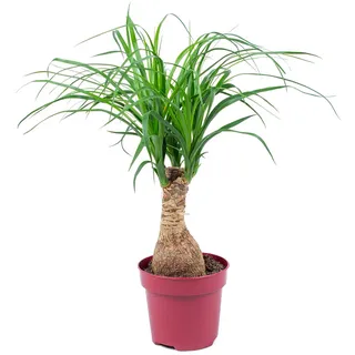 Bloomique - Beaucarnea Recurvata - Elefantenfuß - Zimmerpflanzen - Sehr Pflegeleicht - Luftreinigend - Höhe 30-40 cm - Topf 12 cm