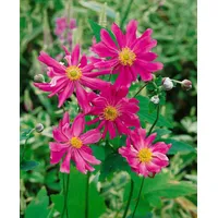 Pflanzen Für Dich Anemone japonica 'Prinz Heinrich' Herbstanemone, ca.