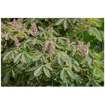 Pflanzen Für Dich Aesculus pavia 'Rosea Nana', Zwerg-Rotkastanie, rosa Blüten, 60 cm Stammhöhe