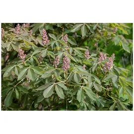 Pflanzen Für Dich Aesculus pavia 'Rosea Nana', Zwerg-Rotkastanie, rosa Blüten, 60 cm Stammhöhe