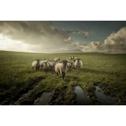 Fototapete PAPERMOON "Photo-Art DAVID AHERN, SCHAF", bunt, B:3,50m L:2,60m, Vlies, Tapeten