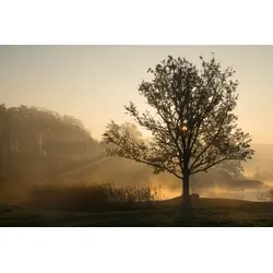 Fototapete PAPERMOON "Baum im Feld", bunt, B:5,00m L:2,80m, Vlies, Tapeten